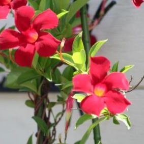 第251回用写真